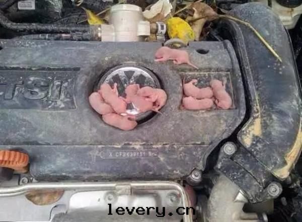 急！如(rú)何防止老(lǎo)鼠進(jìn)入(rù)汽車发動(dòng)機(jī)艙內(nèi)？
